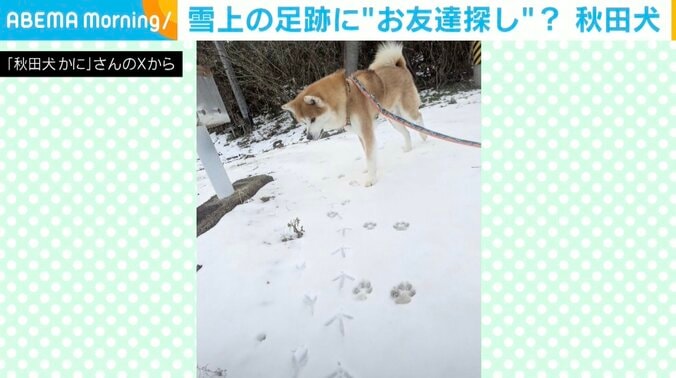 秋田犬のかにくん