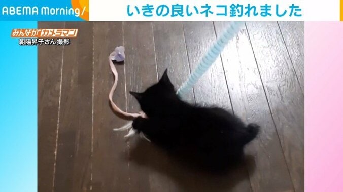 おもちゃに“一本釣り”される子ネコ 必死に抵抗する姿に「手が可愛い」「猫キャッチャー」の声 1枚目