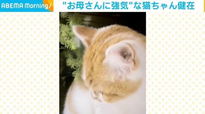 モチちゃん