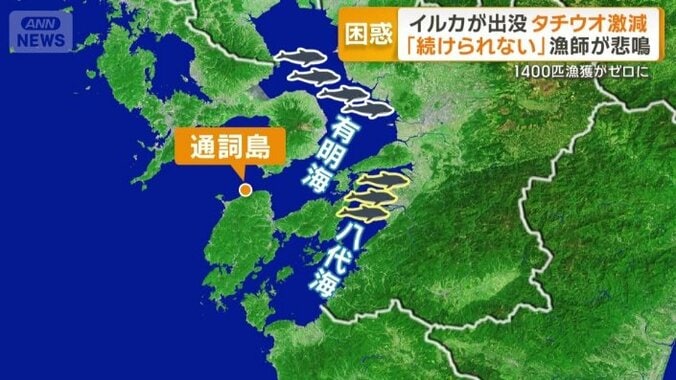 八代海での大量出現は初