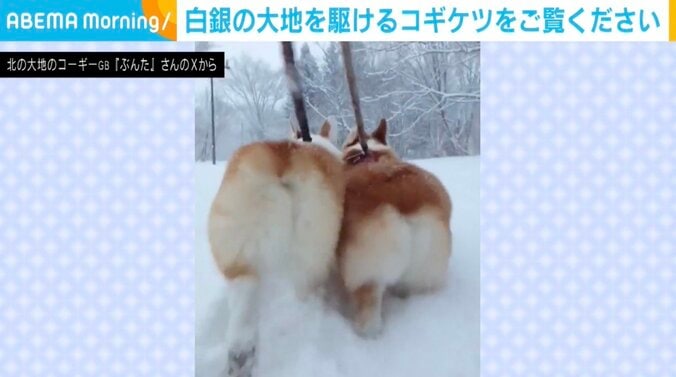 コーギーのぶんたくん、りきたくん