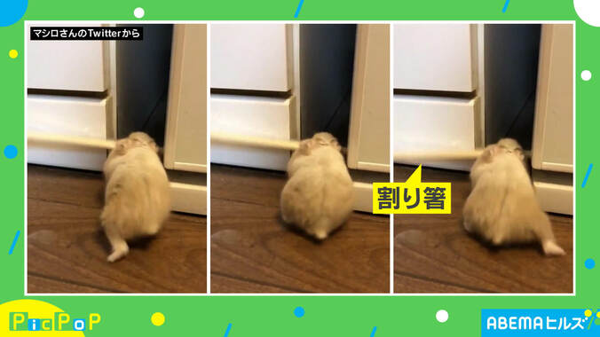 「ハムケツ素晴らしい…」割り箸をくわえたハムスターが必死すぎる！ 約100万回再生の反響 1枚目