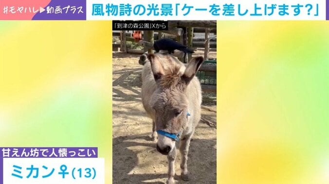 到津の森公園