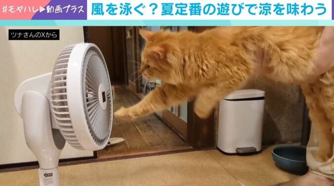 “空中ねこかき”