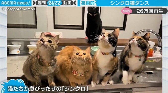 ５匹の猫が“一糸乱れぬ”完璧なダンス 「芸術的」「かわいすぎる」とネット騒然 1枚目