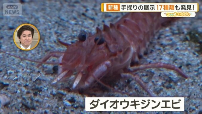 「ダイオウキジンエビ」