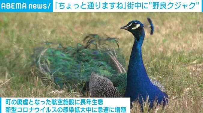 クジャク