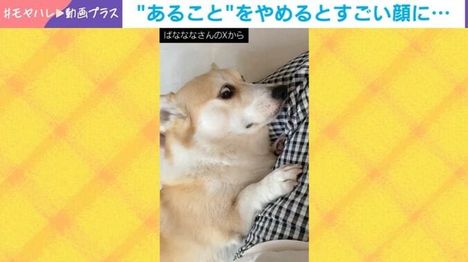 あんずちゃん