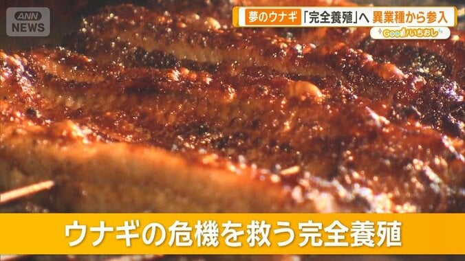 ウナギの完全養殖 “格安”生産の実現迫る 3年以内・1匹1000円以下が目標 1枚目