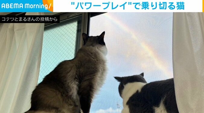 空の虹を眺める2匹の猫