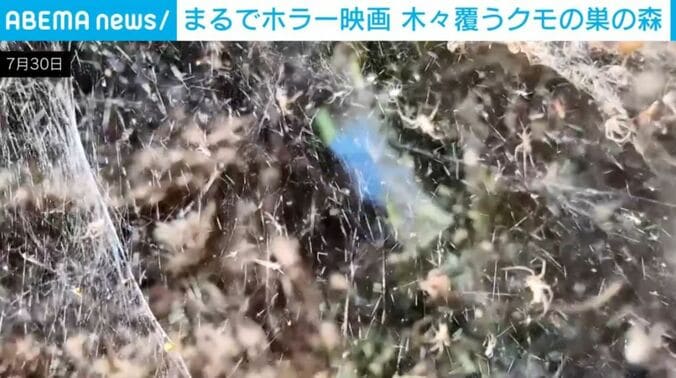 クモ