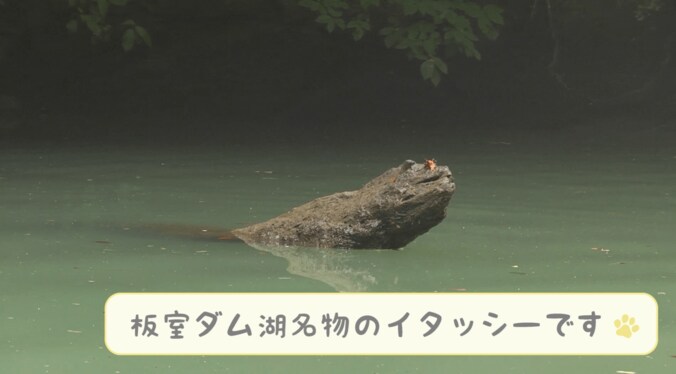 「感動だワン！」柴犬かぼすちゃん、 美しすぎる大自然の中でカヌー挑戦で 5枚目