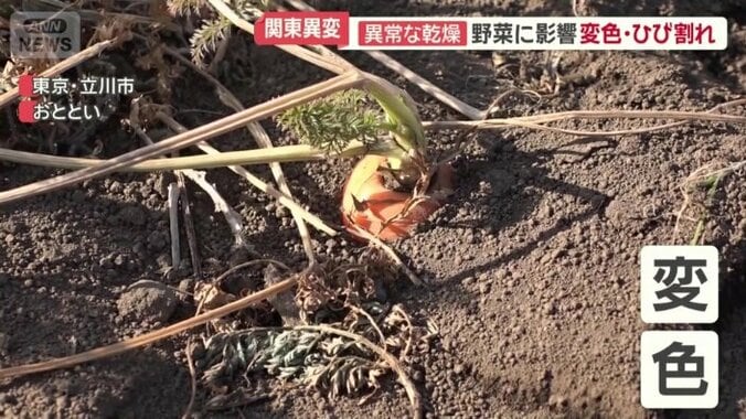 茶色く変色したニンジンの葉っぱ