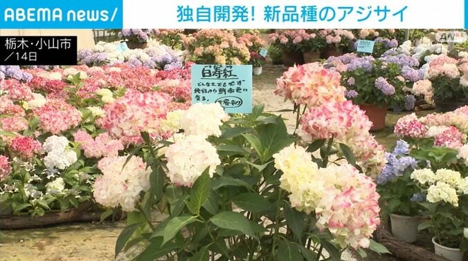 アジサイ