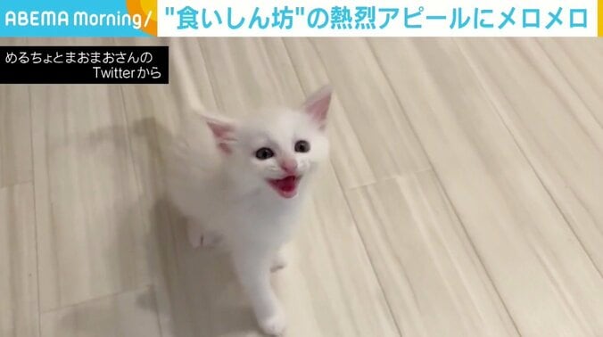 「ごはん早くちょうだい」 鳴いて猛アピールする白猫に癒やされる人続出 「可愛すぎて溶けそう」 1枚目