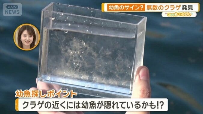 クラゲの近くには幼魚が？