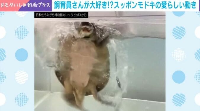 スッポンモドキのなっちゃん