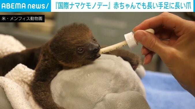 ナマケモノ
