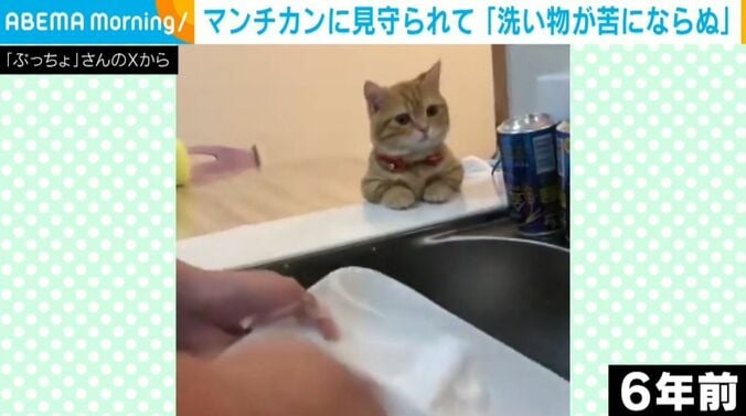 マンチカンのぷてぃこちゃん