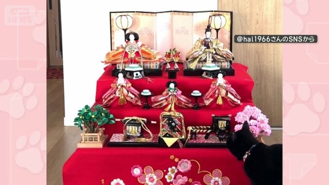 ひな人形を見つめる