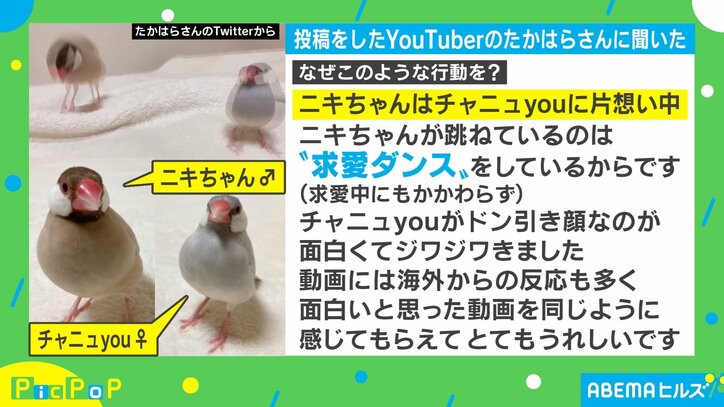 パリピかな？ズームアウトした先に現れる文鳥が話題 飼い主「ドン引き顔なのが面白くてジワジワ」