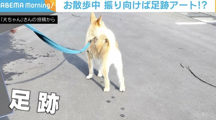 肉球がくっきり！ 散歩中に捉えた犬の“足跡”がまるでアート作品と話題に 「規則的になってますね」