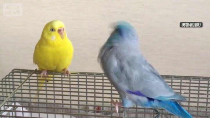隣のインコもキョトン顔