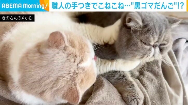 【写真・画像】職人？後輩猫の顔を一心不乱に“こねる”先輩猫の姿に「後ろ脚も使ってるw」と反響　1枚目