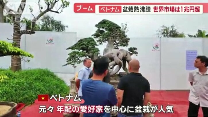 ハノイで開かれた盆栽展示会の様子
