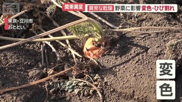 茶色く変色したニンジンの葉っぱ