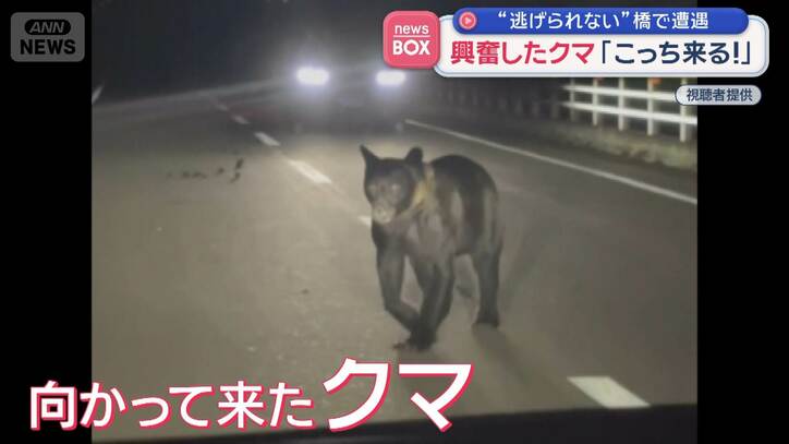 興奮したクマ「こっちに来る!」 “逃げられない”橋で遭遇