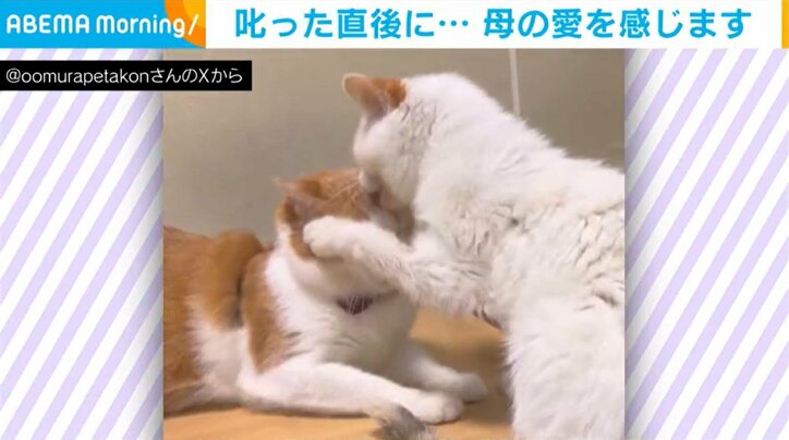 猫のペタ郎くん（10歳）と母猫のコンちゃん（12歳）