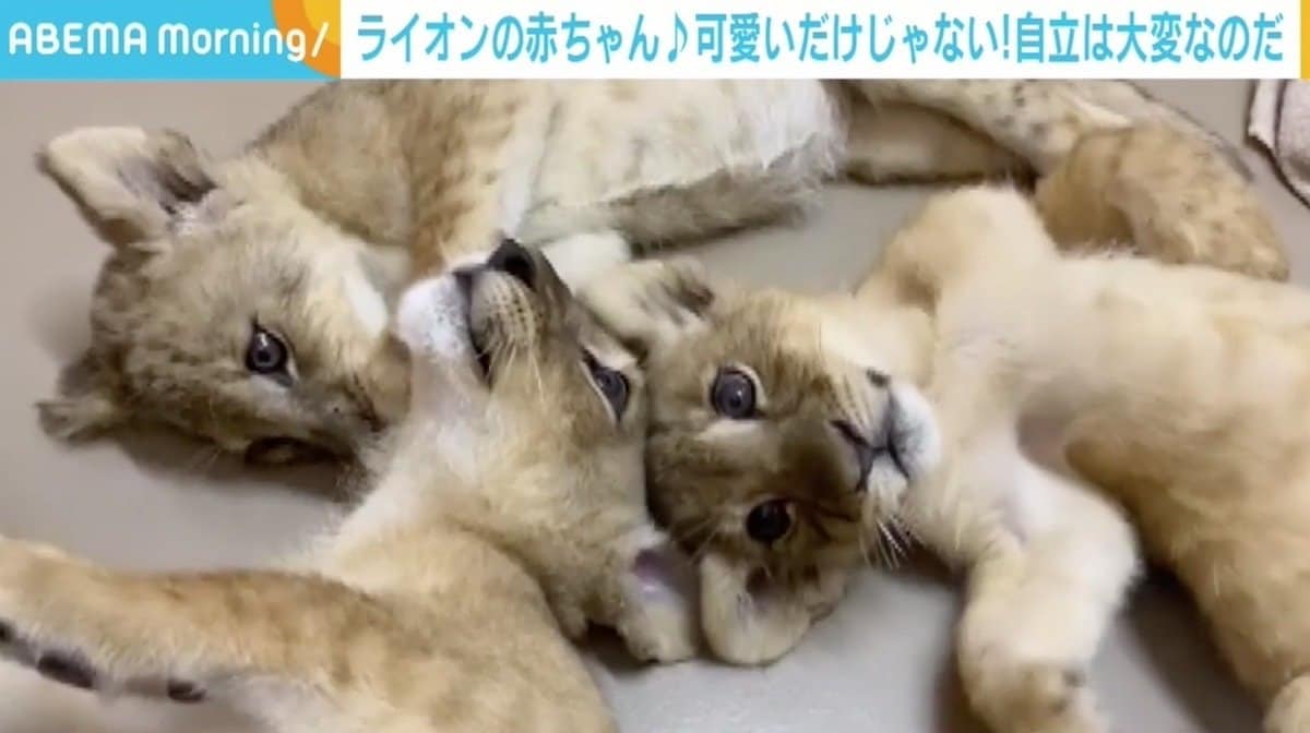 ライオンの3つ子の赤ちゃん 自立に 母の愛 は不要 サファリパークならではの理由 国内 Abema Times