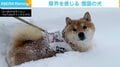 「さすが四駆」の柴犬も限界？ 一晩で倍積もった雪を攻めた結果…一時停止→帰宅