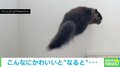 「とてつもない身体能力!」三角跳びで飼い主を追い抜く猫 忍者のような軽やかな動きにお口あんぐり
