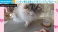 ツンデレ猫の“超プレミアム”な遊び…飼い主と一歩も譲らぬラリーを繰り広げる猫の姿に「これは頭脳戦」「尊いですね」など反響