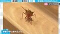 前世は人間？ 手を振るカメムシの貴重映像が話題 お盆中に捉えた決定的瞬間が「もしやご先祖様」と870万回再生