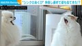 見事な“シンクロあくび”を披露!息ぴったりな犬と猫の姿に飼い主メロメロ