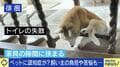 ペットの“認知症”予防と対策は?「安楽死」を選択する人も…介護&看取った当事者に聞く「恩返しする最後のチャンス」