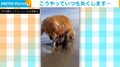 犬と砂の果てなき闘い 掘っても掘っても出てこない… 「あれ？どこいった？」の困惑顔