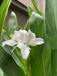 キャシー中島『ハワイの香り』