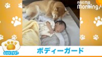 【映像】赤ちゃんに寄り添う柴犬 「これは悪者も近づけまい」と話題