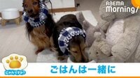 「一緒に食べよう」ぬいぐるみとご飯を食べる犬
