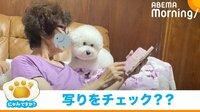 【映像】おばあちゃんと一緒にスマホを見る孫のような犬