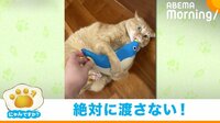 【映像】ぬいぐるみを奪おうとするとキック連発