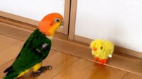 【映像】愉快なインコのシュール動画まとめ