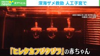 深海ザメ救助 人工子宮で