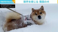 「さすが四駆」の柴犬も限界？ 一晩で倍積もった雪を攻めた結果…一時停止→帰宅