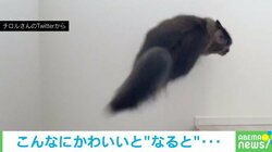 「とてつもない身体能力!」三角跳びで飼い主を追い抜く猫 忍者のような軽やかな動きにお口あんぐり