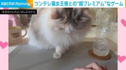 ツンデレ猫の“超プレミアム”な遊び…飼い主と一歩も譲らぬラリーを繰り広げる猫の姿に「これは頭脳戦」「尊いですね」など反響